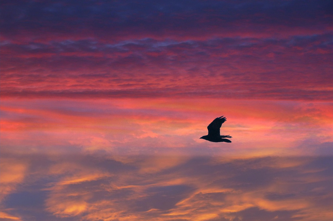 vogel, fliegend, gefiedert, sonnenuntergang, rot, himmel, wolken, tier, tierwelt, natur