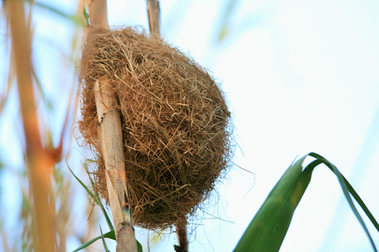 nest, vogel, weber, dickschnabelbrauner weber, natur, gewebte, nest bau, aves
