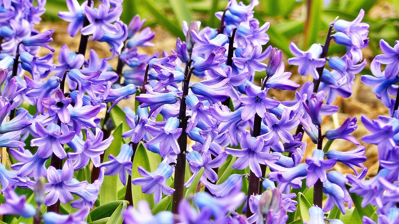 hyazinthen, blumen, lila, blumen hintergrund, lilane blumen, lila blüten, schöne blumen, blüte, flora, blumenzucht, gartenbau, botanik, natur, garten, blumengarten, blumentapete, nahaufnahme