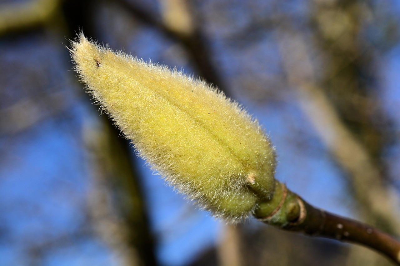 tulpenbaum, spross, natur, baumart, pflanze, frühling, liriodendron tulipifera