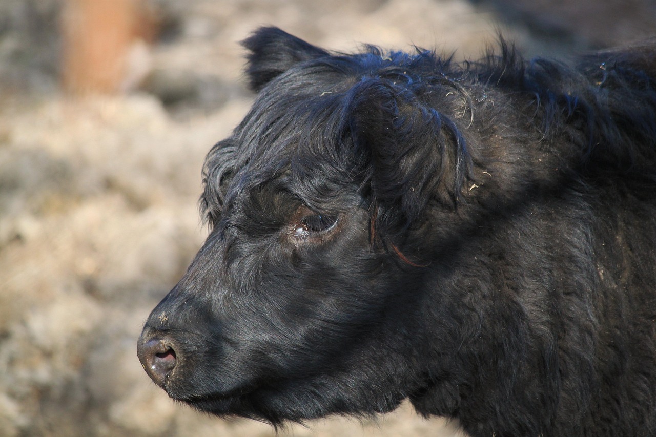 vacă, animal, animale, bovin, vaci, vită, negru, spânzurătoare, portret de animal, cap, portret, blană, păr, cu blană, pufos, drăguţ, pursânge, mamifer, agricultură, animal de ferma, creșterea animalelor, pui, natură