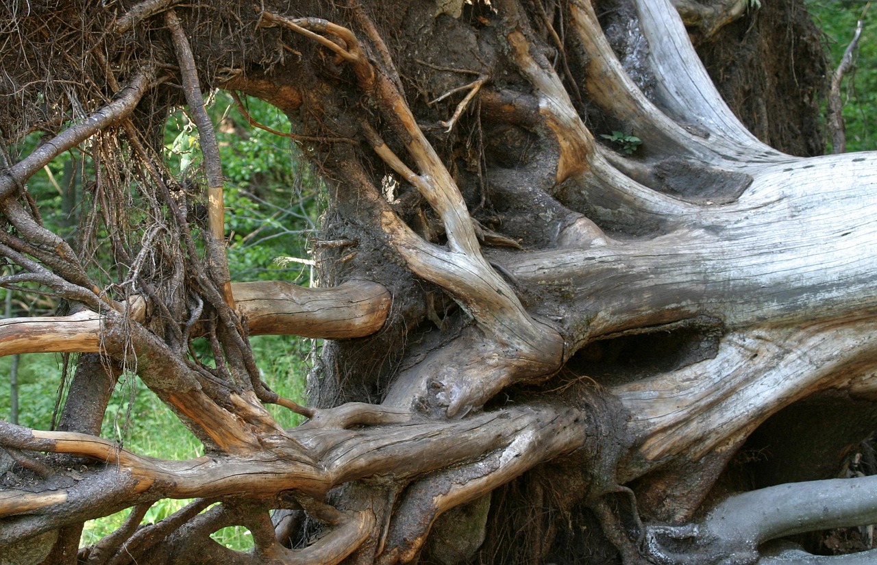 root, tree root, pulled out, upset, bavarian forest