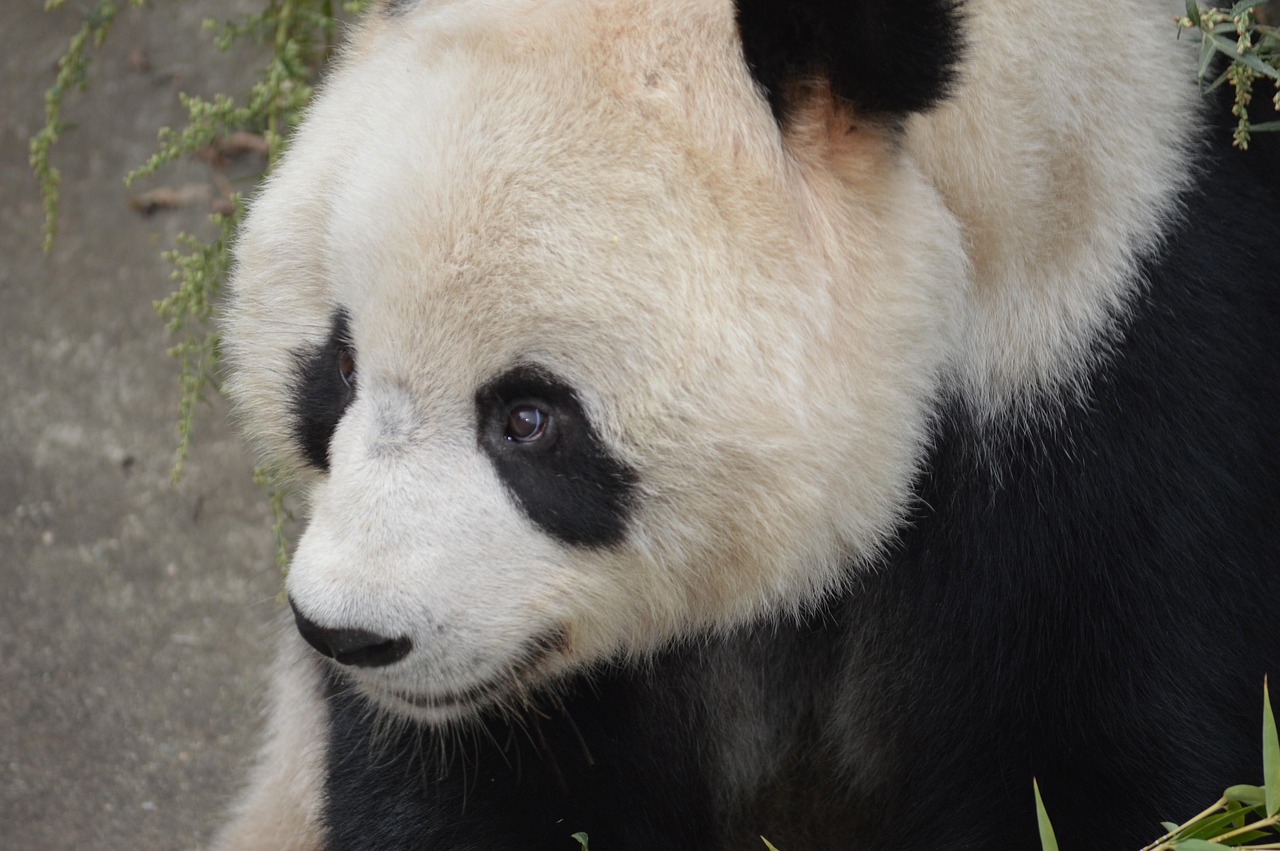 panda, animal, urso, animais selvagens, chinês, selva, bambu, ameaçadas de extinção, natureza, gigante, mamíferos, zoologia, cru, reserva, espécies, protegido, habitat, jardim zoológico, conservação, herbívoro, eco, biologia, vivo, ásia, mascarar, olhos