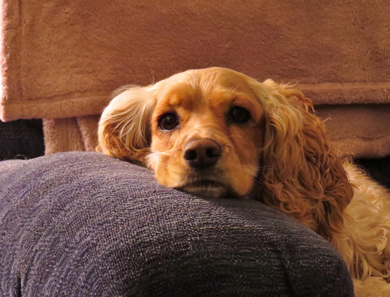 puppy, cocker spaniel, schattig, natuur, hond, spaniël, hoektand, hondje, huisdier, dier, huiselijk, zoogdier, jong, buitenshuis, bond, bruine puppy, bruin huisdieren