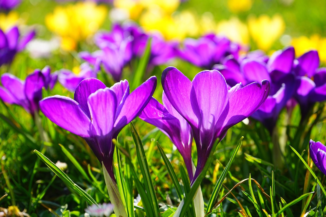purple, flower wallpaper, flowers, crocus, meadow, beautiful flowers, nature, spring crocus, crocus vernus, purple flowers, bloom, blossom, flowering plants, flower background, plants, flora, field, close up