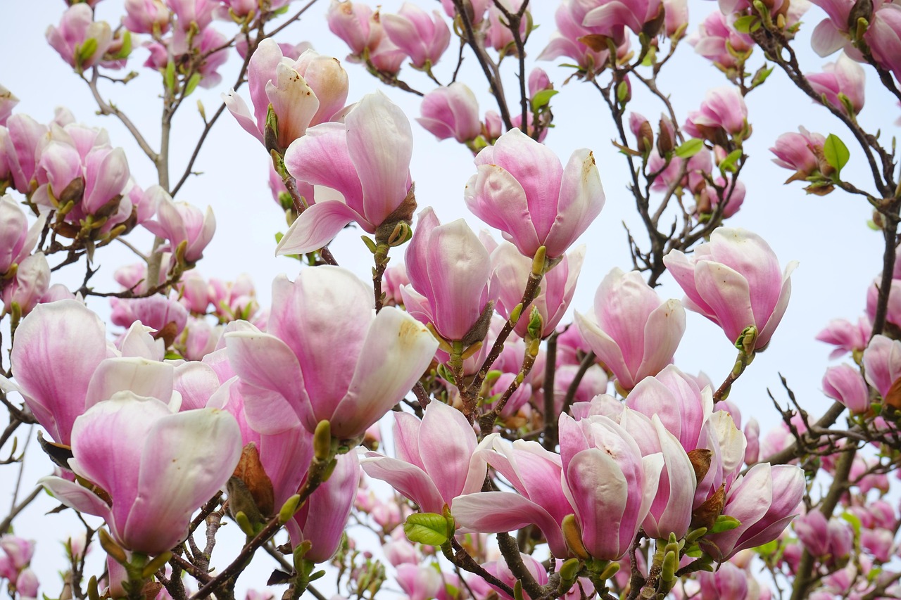 magnolie, magnolienblüte, blüten, rosa, weiß, blütenpracht, blütenmeer, zierpflanze, magnolia, magnoliengewächs, magnoliaceae, ziergehölz, tulpen-magnolie, magnolia × soulangeana, magnolien, yulan-magnolie, magnolia denudata, purpur-magnolie, magnolia liliiflora