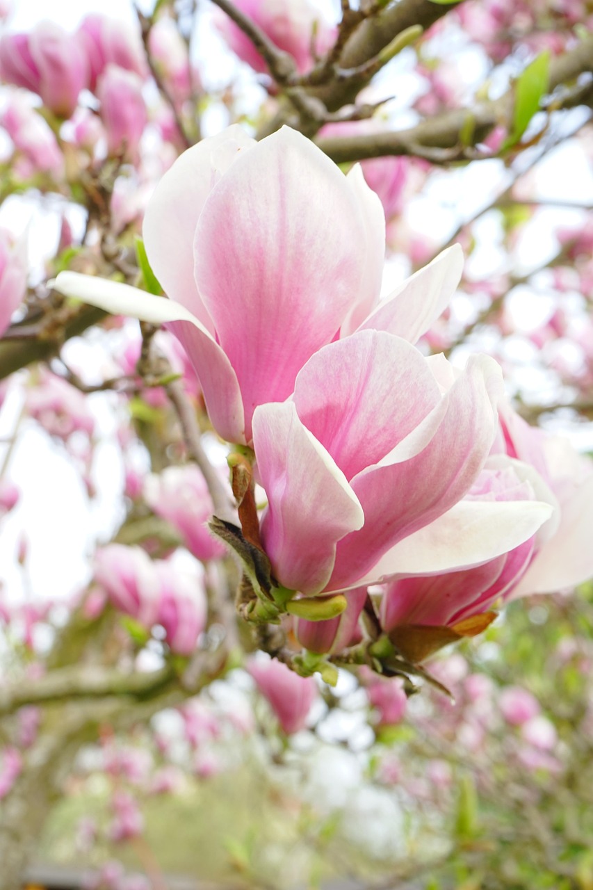 magnolie, magnolienblüte, blüten, rosa, weiß, blütenpracht, blütenmeer, zierpflanze, magnolia, magnoliengewächs, magnoliaceae, ziergehölz, tulpen-magnolie, magnolia × soulangeana, magnolien, yulan-magnolie, magnolia denudata, purpur-magnolie, magnolia liliiflora, magnolie, magnolie, magnolie, magnolie, magnolie, magnolienblüte, magnolia, magnolien
