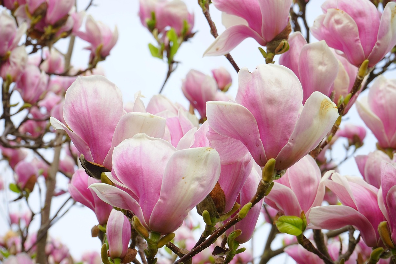 tulpen-magnolie, blütenpracht, blüten, blütenmeer, magnolia × soulangeana, magnolie, magnolia, magnoliengewächs, magnoliaceae, yulan-magnolie, magnolia denudata, purpur-magnolie, magnolia liliiflora, magnolienblüte, weiß, rosa, hellrosa