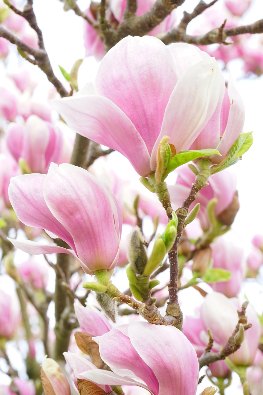 magnolie, magnolienblüte, blüten, rosa, weiß, blütenpracht, blütenmeer, zierpflanze, magnolia, magnoliengewächs, magnoliaceae, ziergehölz, tulpen-magnolie, magnolia × soulangeana, magnolien, yulan-magnolie, magnolia denudata, purpur-magnolie, magnolia liliiflora, magnolie, magnolie, magnolie, magnolie, magnolie, blütenmeer, blütenmeer, magnolia, magnolia, magnolia, magnolien, magnolien