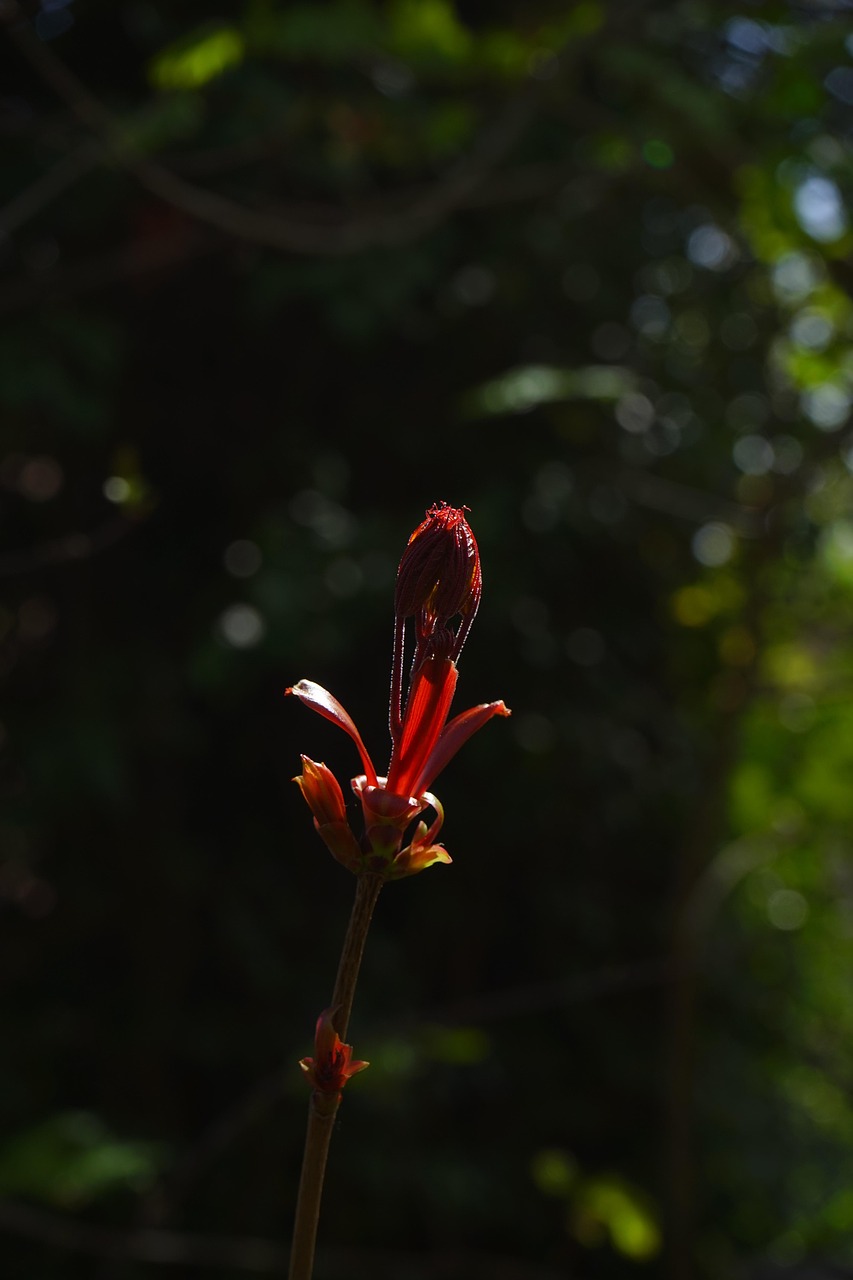 bud, maple branch, branch, maple, rise up, red, fresh, young, growth, nature, live new, grow, drove, fresher shoot, spring, tender, sprout, awakening, scion, leaf
