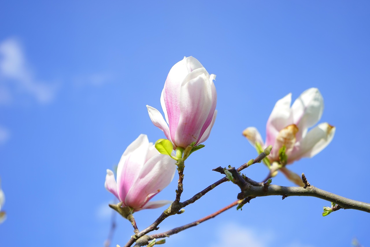 tulpen-magnolie, blütenpracht, blüten, blütenmeer, magnolia × soulangeana, magnolie, magnolia, magnoliengewächs, magnoliaceae, yulan-magnolie, magnolia denudata, purpur-magnolie, magnolia liliiflora, magnolienblüte, weiß, rosa, hellrosa, blüte, dunkelrot, violett, purpur, rötlich, rot-violett, ziergehölz, magnolien, magnolie, magnolie, magnolie, magnolie, magnolie