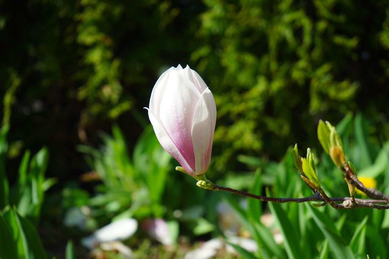 blüte, einzelblüte, tulpen-magnolie, magnolia × soulangeana, magnolie, magnolia, magnoliengewächs, magnoliaceae, yulan-magnolie, magnolia denudata, purpur-magnolie, magnolia liliiflora, magnolienblüte, weiß, rosa, hellrosa, ziergehölz, magnolien