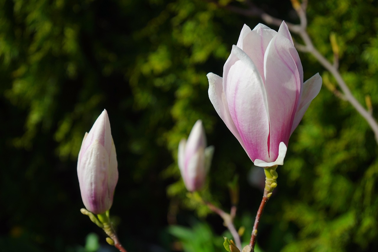 tulpen-magnolie, blüten, hellrosa, rosa, blütenpracht, blütenmeer, magnolia × soulangeana, magnolie, magnolia, magnoliengewächs, magnoliaceae, yulan-magnolie, magnolia denudata, purpur-magnolie, magnolia liliiflora, magnolienblüte, weiß, ziergehölz, magnolien