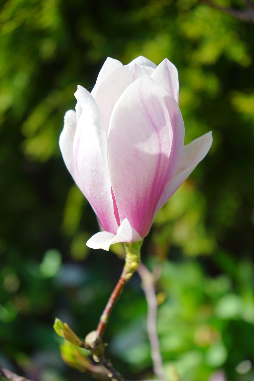 blüte, einzelblüte, makro, nahaufnahme, tulpen-magnolie, magnolia × soulangeana, magnolie, magnolia, magnoliengewächs, magnoliaceae, yulan-magnolie, magnolia denudata, purpur-magnolie, magnolia liliiflora, magnolienblüte, weiß, rosa, hellrosa, ziergehölz, magnolien