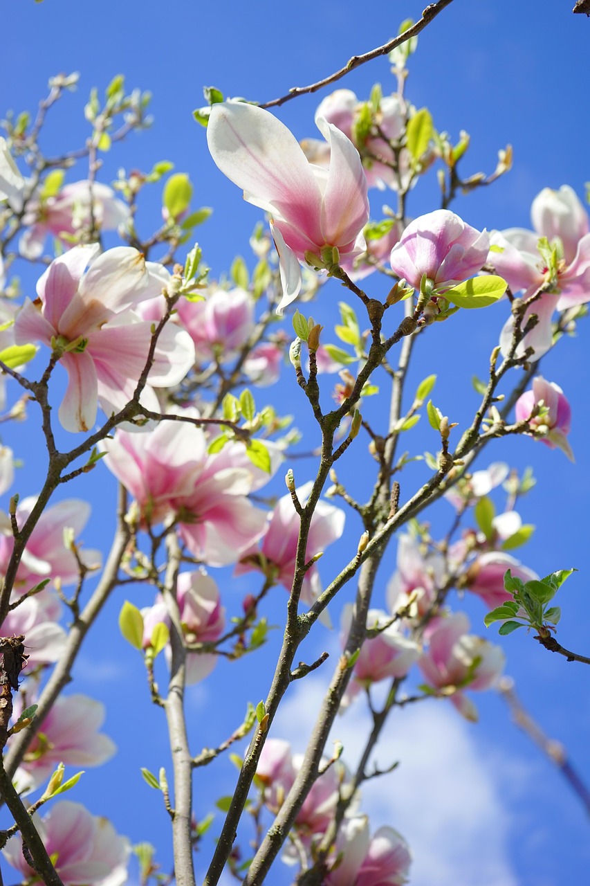magnolie, magnolienblüte, blüten, rosa, weiß, blütenpracht, blütenmeer, zierpflanze, magnolia, magnoliengewächs, magnoliaceae, ziergehölz, tulpen-magnolie, magnolia × soulangeana, magnolien, yulan-magnolie, magnolia denudata, purpur-magnolie, magnolia liliiflora