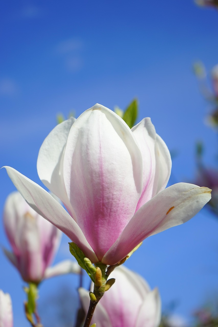 magnolie, magnolienblüte, blüten, rosa, weiß, blütenpracht, blütenmeer, zierpflanze, magnolia, magnoliengewächs, magnoliaceae, ziergehölz, tulpen-magnolie, magnolia × soulangeana, magnolien, yulan-magnolie, magnolia denudata, purpur-magnolie, magnolia liliiflora, magnolie, magnolie, magnolie, magnolie, magnolie, magnolienblüte, magnolienblüte, magnolienblüte, magnolien, magnolien