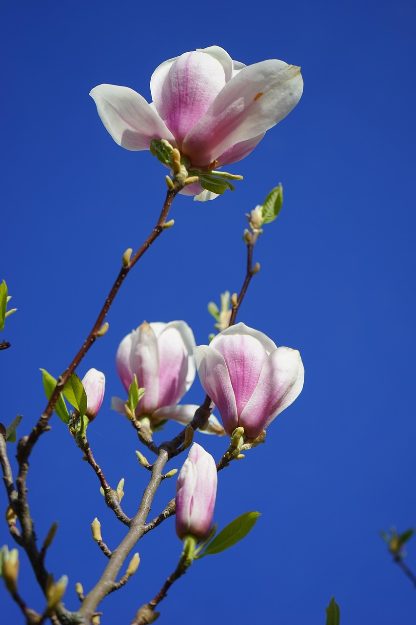 magnolie, magnolienblüte, blüten, rosa, weiß, blütenpracht, blütenmeer, zierpflanze, magnolia, magnoliengewächs, magnoliaceae, ziergehölz, tulpen-magnolie, magnolia × soulangeana, magnolien, yulan-magnolie, magnolia denudata, purpur-magnolie, magnolia liliiflora
