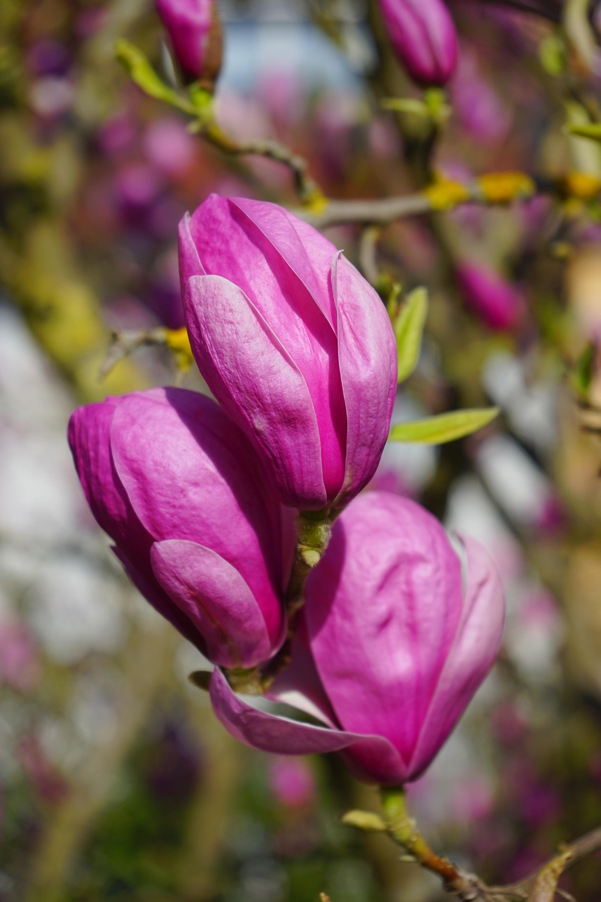 magnolie, magnolienblüte, blüte, dunkelrot, violett, purpur, rötlich, rot-violett, magnolia, magnoliengewächs, magnoliaceae, ziergehölz, tulpen-magnolie, magnolia × soulangeana, magnolien, yulan-magnolie, magnolia denudata, purpur-magnolie, magnolia liliiflora