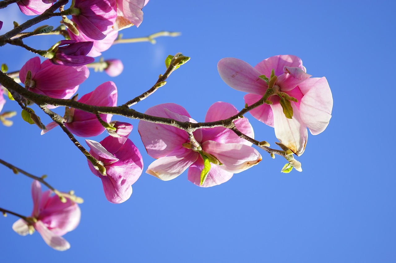 magnolie, magnolienblüte, blüten, rosa, weiß, blütenpracht, blütenmeer, zierpflanze, magnolia, magnoliengewächs, magnoliaceae, ziergehölz, tulpen-magnolie, magnolia × soulangeana, magnolien, yulan-magnolie, magnolia denudata, purpur-magnolie, magnolia liliiflora
