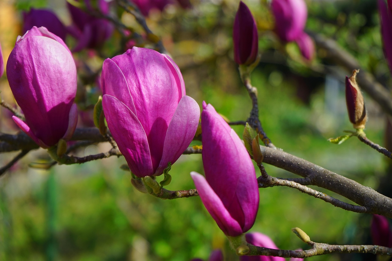 magnolie, magnolienblüte, blüte, dunkelrot, violett, purpur, rötlich, rot-violett, magnolia, magnoliengewächs, magnoliaceae, ziergehölz, tulpen-magnolie, magnolia × soulangeana, magnolien, yulan-magnolie, magnolia denudata, purpur-magnolie, magnolia liliiflora