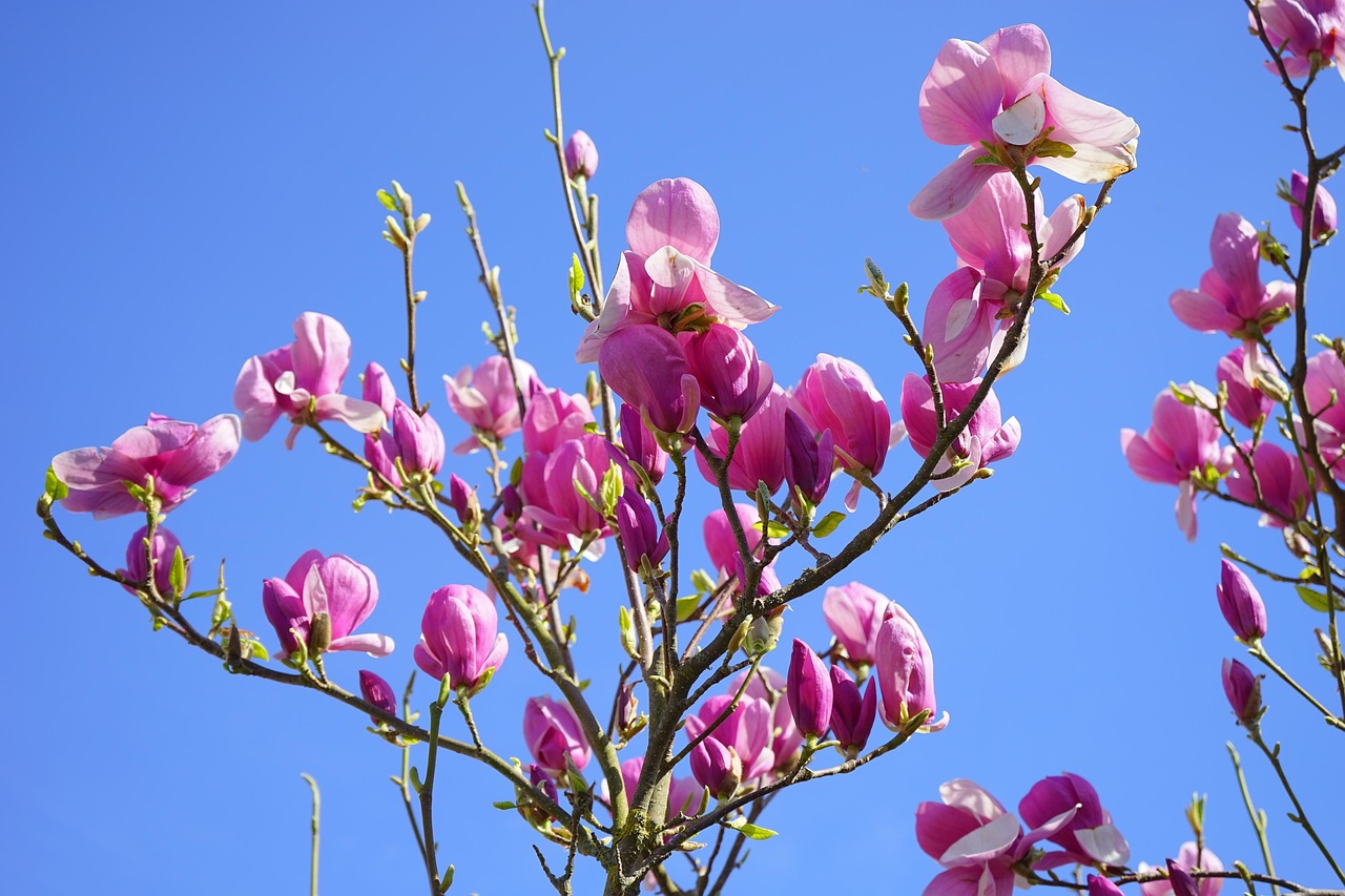 magnolie, magnolienblüte, blüte, dunkelrot, violett, purpur, rötlich, rot-violett, magnolia, magnoliengewächs, magnoliaceae, ziergehölz, tulpen-magnolie, magnolia × soulangeana, magnolien, yulan-magnolie, magnolia denudata, purpur-magnolie, magnolia liliiflora
