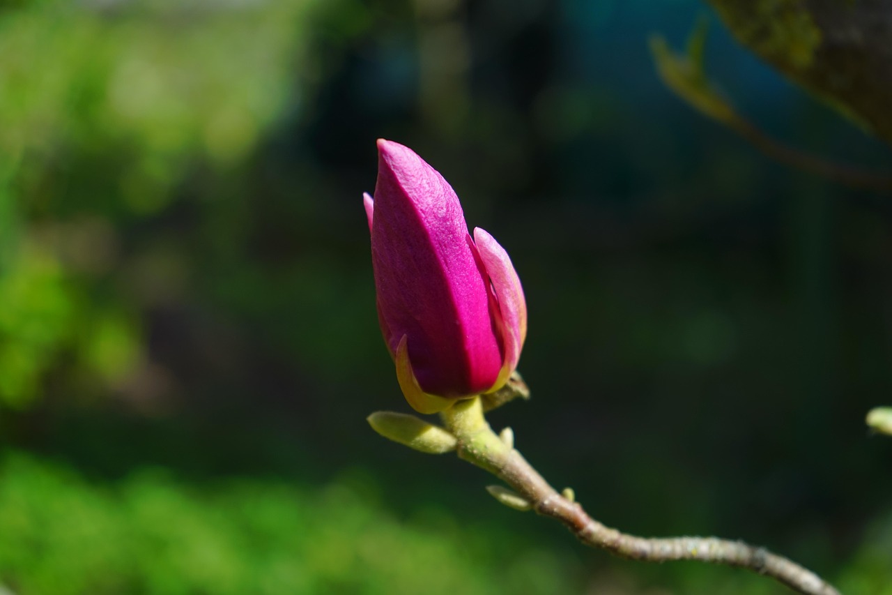 magnolie, magnolienblüte, blüte, dunkelrot, violett, purpur, rötlich, rot-violett, magnolia, magnoliengewächs, magnoliaceae, ziergehölz, tulpen-magnolie, magnolia × soulangeana, magnolien, yulan-magnolie, magnolia denudata, purpur-magnolie, magnolia liliiflora