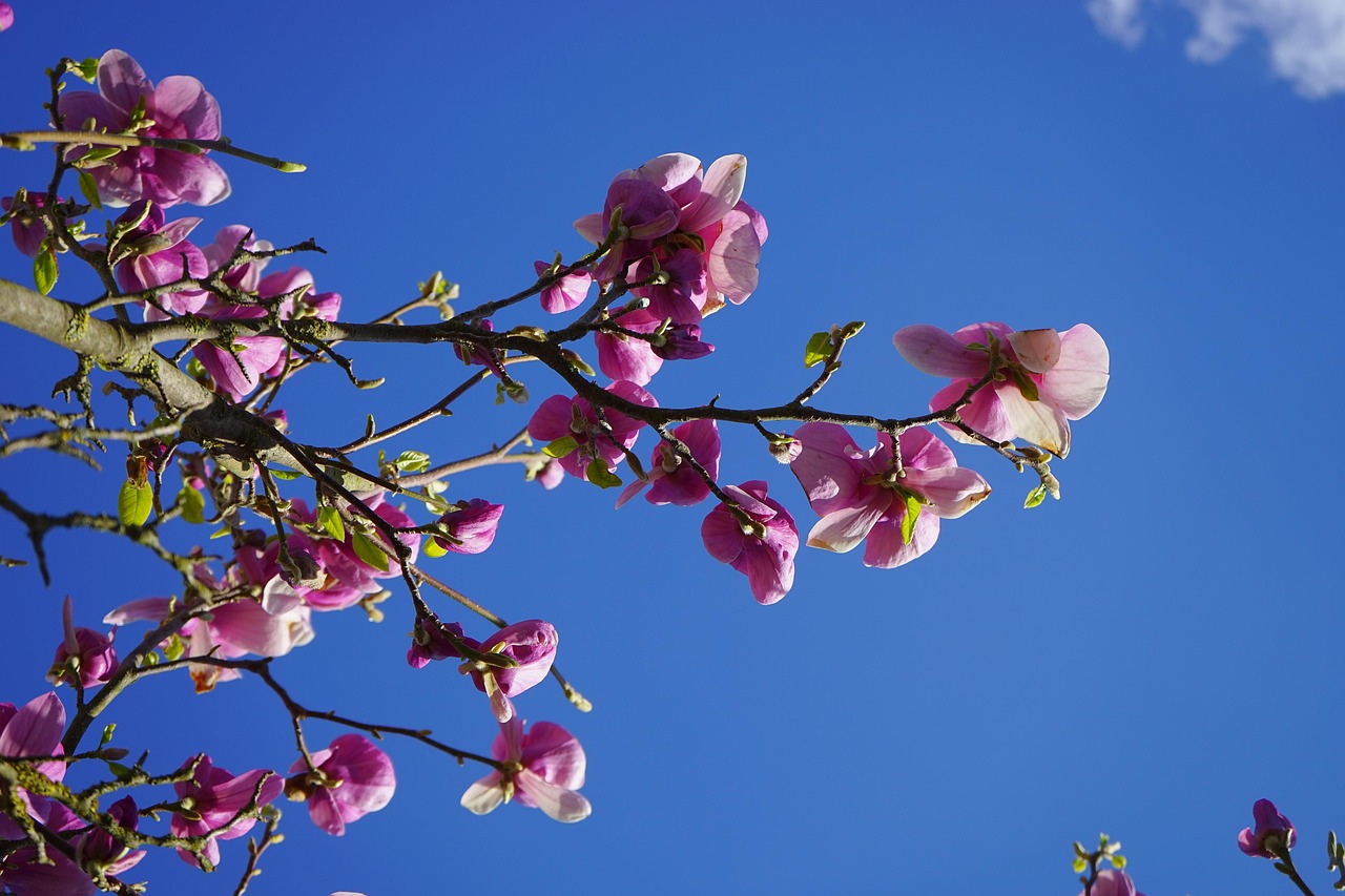 magnolie, magnolienblüte, blüte, dunkelrot, violett, purpur, rötlich, rot-violett, magnolia, magnoliengewächs, magnoliaceae, ziergehölz, tulpen-magnolie, magnolia × soulangeana, magnolien, yulan-magnolie, magnolia denudata, purpur-magnolie, magnolia liliiflora