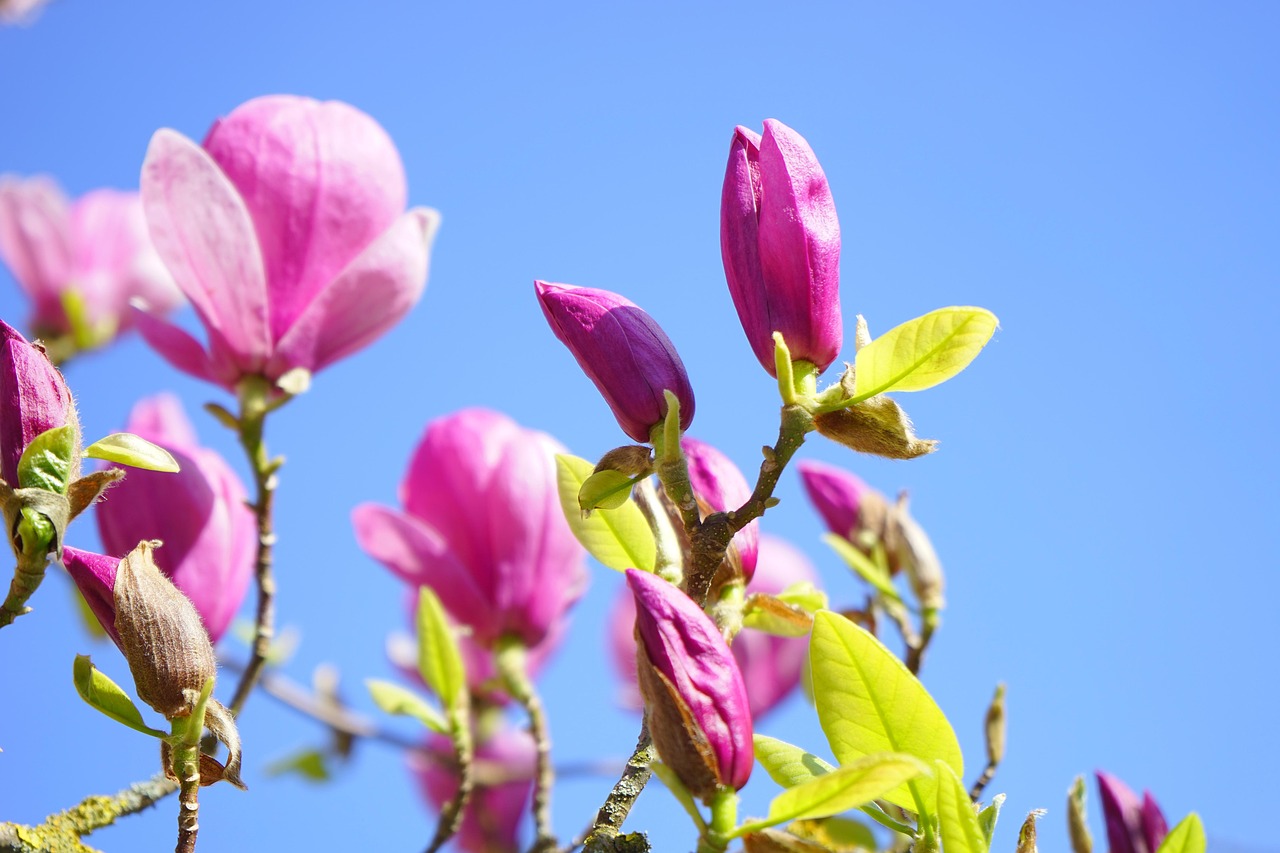 magnolie, magnolienblüte, blüte, dunkelrot, violett, purpur, rötlich, rot-violett, magnolia, magnoliengewächs, magnoliaceae, ziergehölz, tulpen-magnolie, magnolia × soulangeana, magnolien, yulan-magnolie, magnolia denudata, purpur-magnolie, magnolia liliiflora