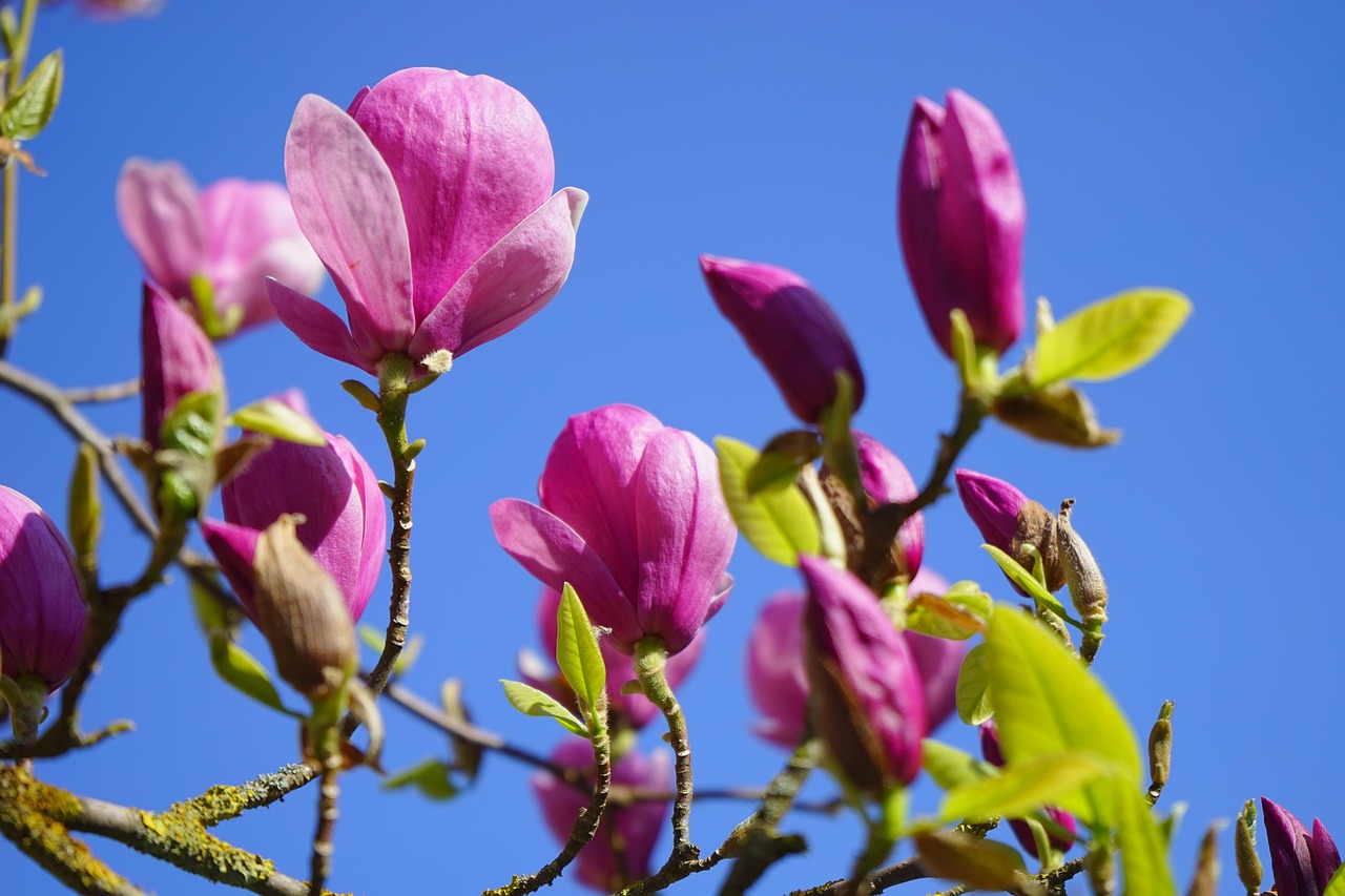 magnolie, magnolienblüte, blüte, dunkelrot, violett, purpur, rötlich, rot-violett, magnolia, magnoliengewächs, magnoliaceae, ziergehölz, tulpen-magnolie, magnolia × soulangeana, magnolien, yulan-magnolie, magnolia denudata, purpur-magnolie, magnolia liliiflora