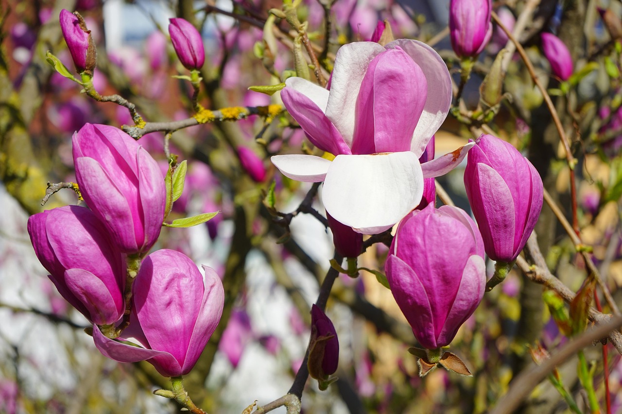 magnolie, magnolienblüte, blüte, blütenblätter, weiß, dunkelrot, violett, purpur, rötlich, rot-violett, magnolia, magnoliengewächs, magnoliaceae, ziergehölz, tulpen-magnolie, magnolia × soulangeana, magnolien, yulan-magnolie, magnolia denudata, purpur-magnolie, magnolia liliiflora