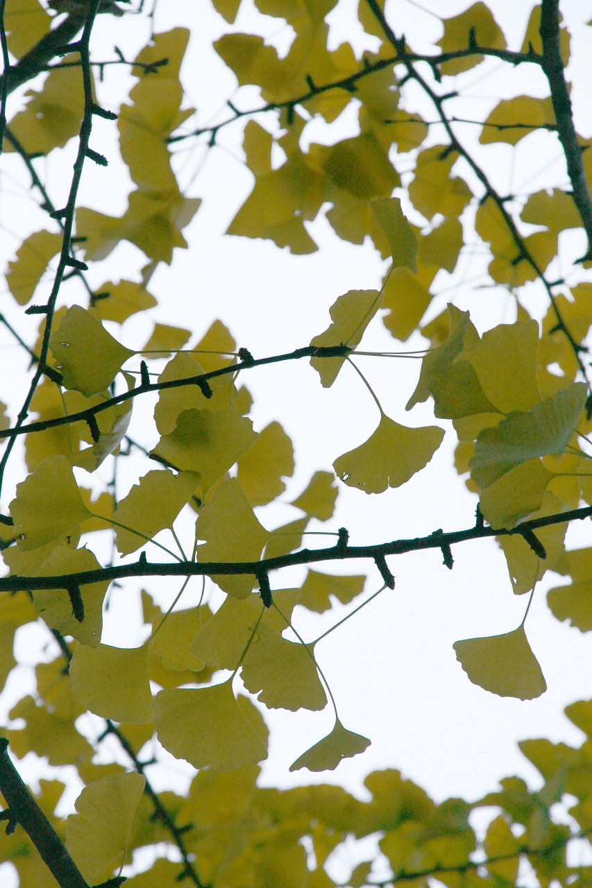 ginko-blatt, blätter, laub, medizinisch, kraut, geäst, ginko, natur, gingko bilboa, baum, grün, botanik, homöopathisch, die gesundheit