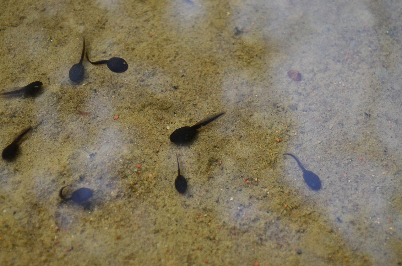 tadpoles, lake, water, nature, pond, frogs
