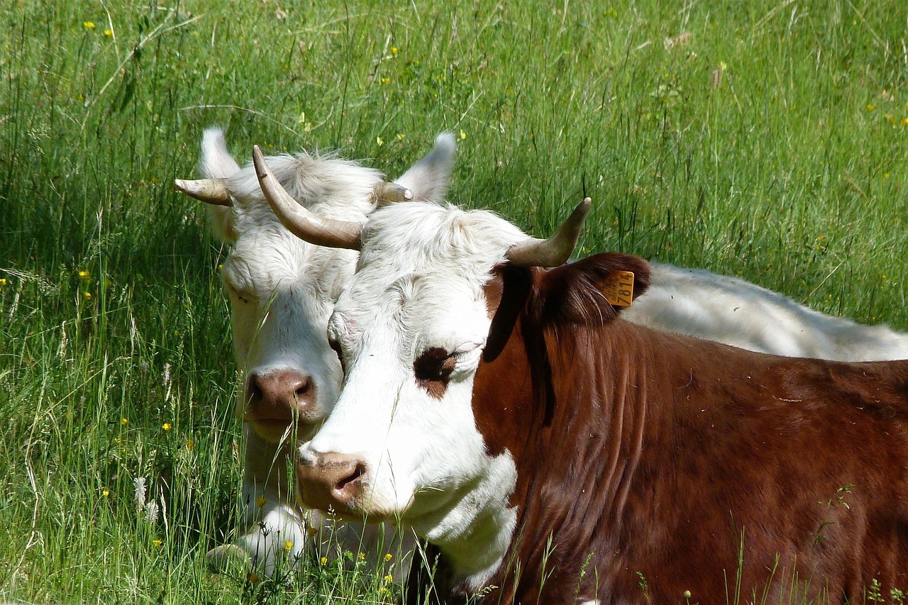 vite, animale, ferma, natură, vaci, prairie, pășune alpină, primăvară, pui de somn, paşnică