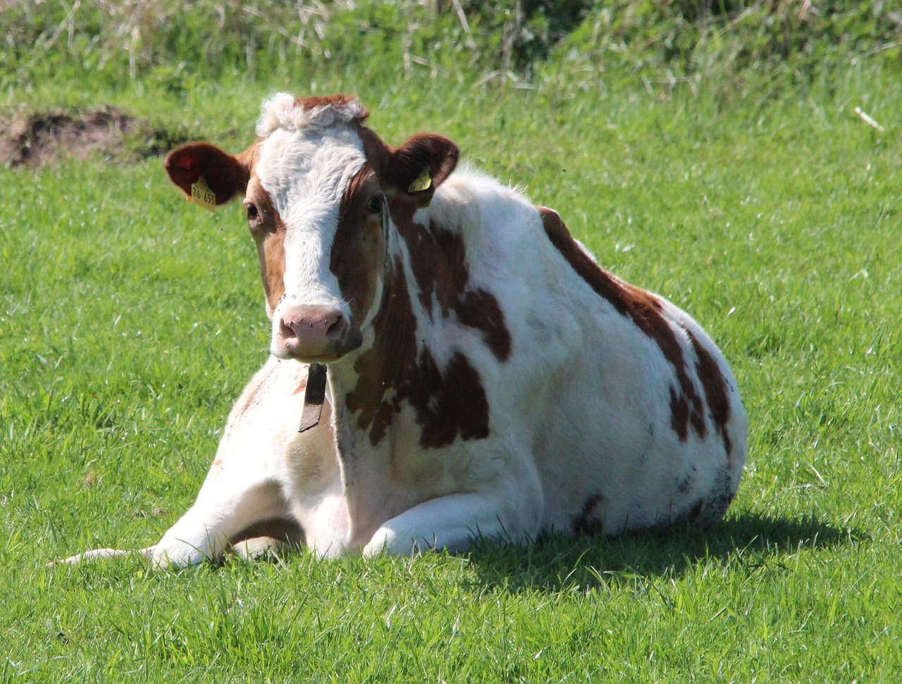 tier, holstein-rind, kuh, holsteiner kuh, milchkuh, natur, rinder, tiere, landwirtschaft, wiederkäuer, weibliches hausrind, nutztier, kühe, rind, vieh, nutztiere