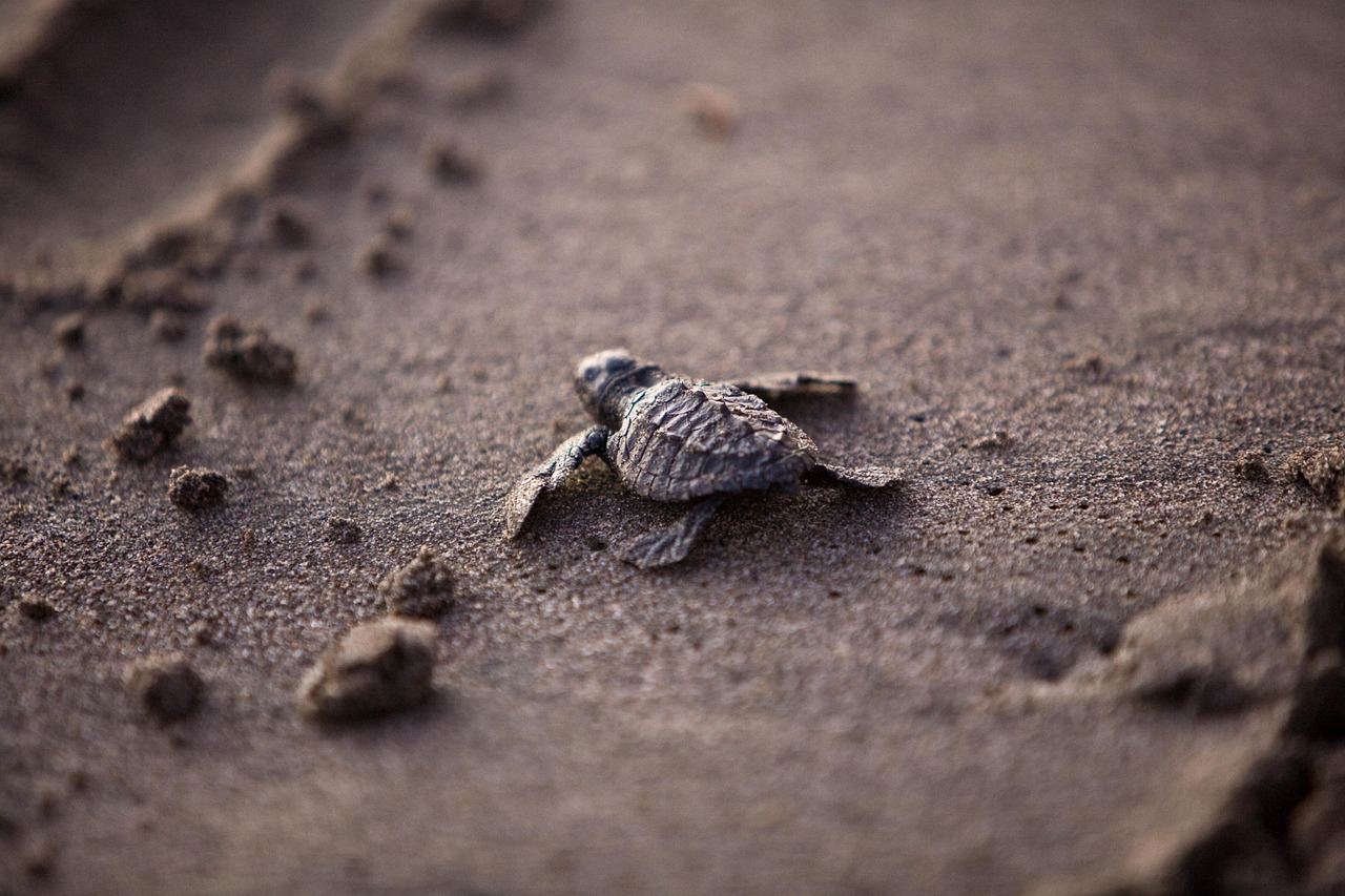 tortue de mer, bébé, nature, jeune, survie, plage, sea life, océan, mexique