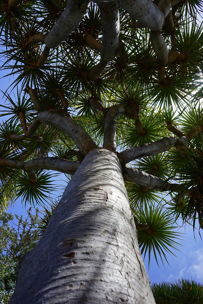 tree, canarian dragon tree, dracaena draco, nature, dragon tree, dracaena, tree trunk, tribe, tenerife, canary islands