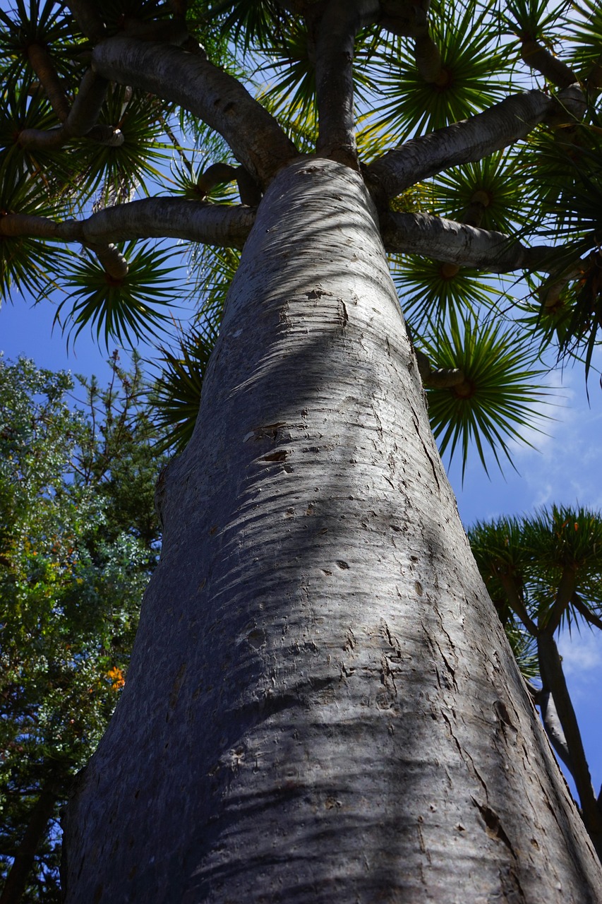 tree, canarian dragon tree, nature, dracaena draco, dragon tree, dracaena, tree trunk, tribe