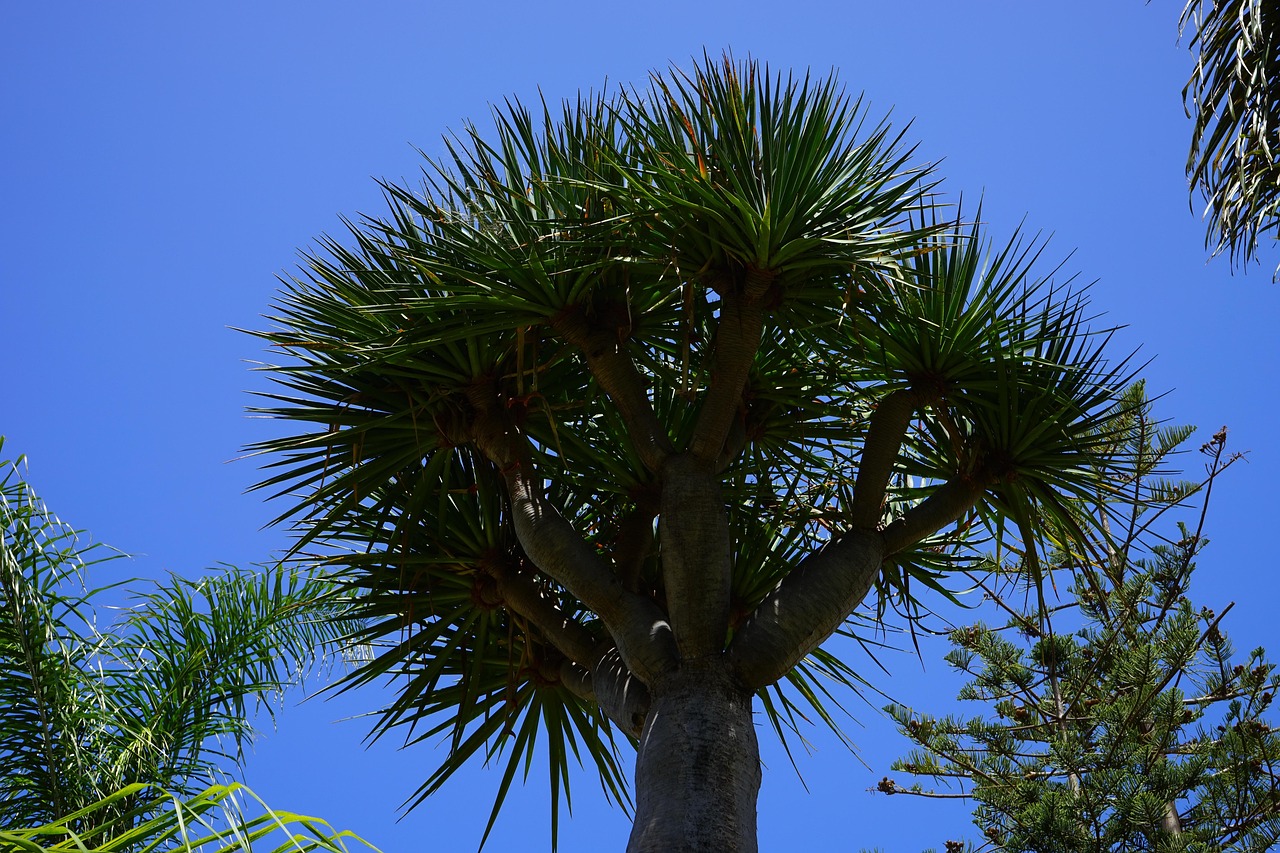 tree, canarian dragon tree, dracaena draco, dragon tree, nature, dracaena, tree trunk, tribe