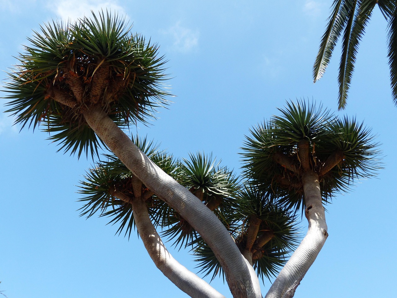 tree, treetop, prickly, tree tann, palm tree, canarian dragon tree, dracaena draco, dragon tree, nature, dracaena, tree trunk, tribe