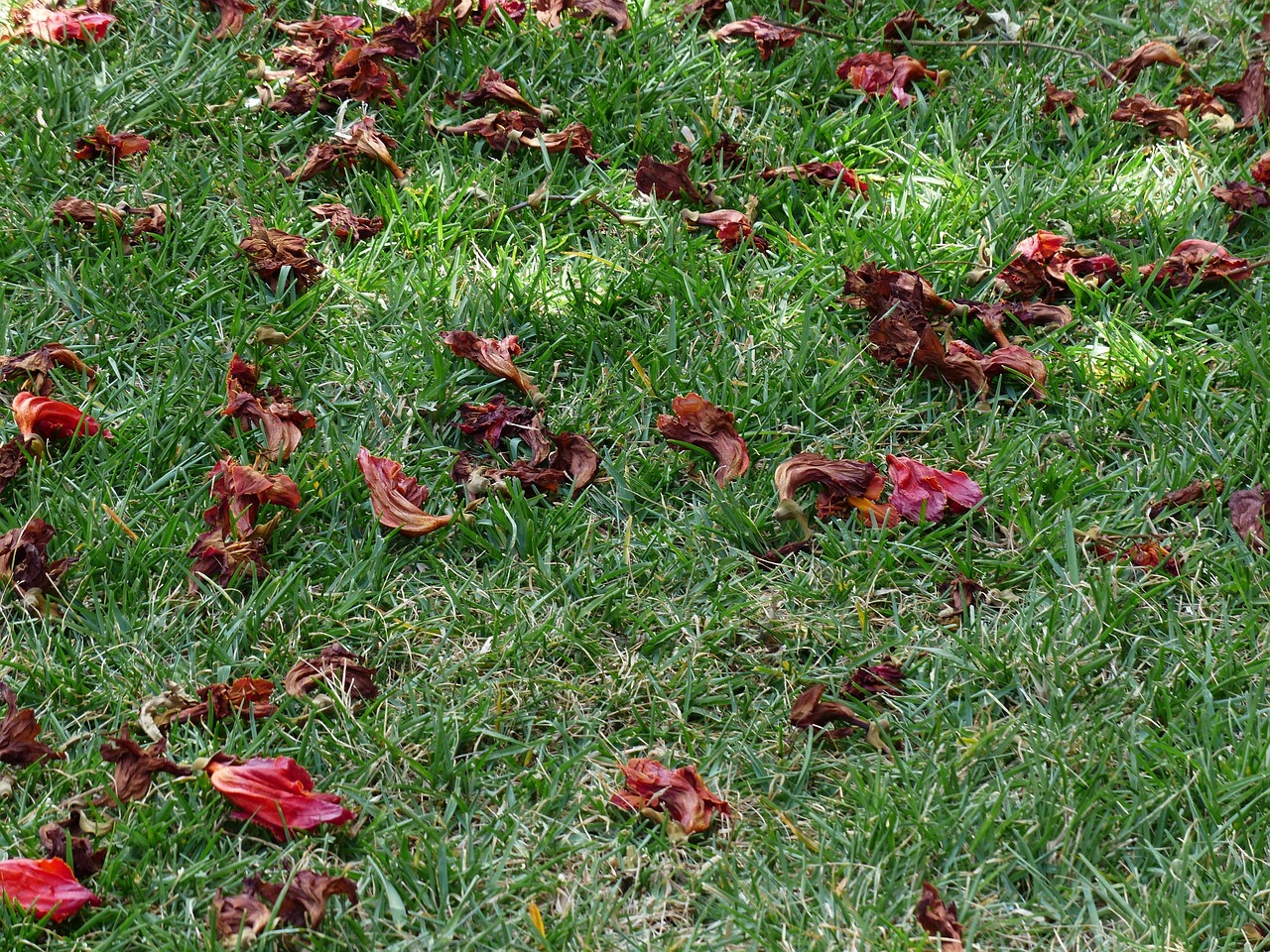 blüten, gras, wiese, natur, abgestorben, vertrocknet, rot, afrikanischer tulpenbaum, spathodea campanulata, trompetenbaumgewächs, bignoniaceae, tulpenbaum