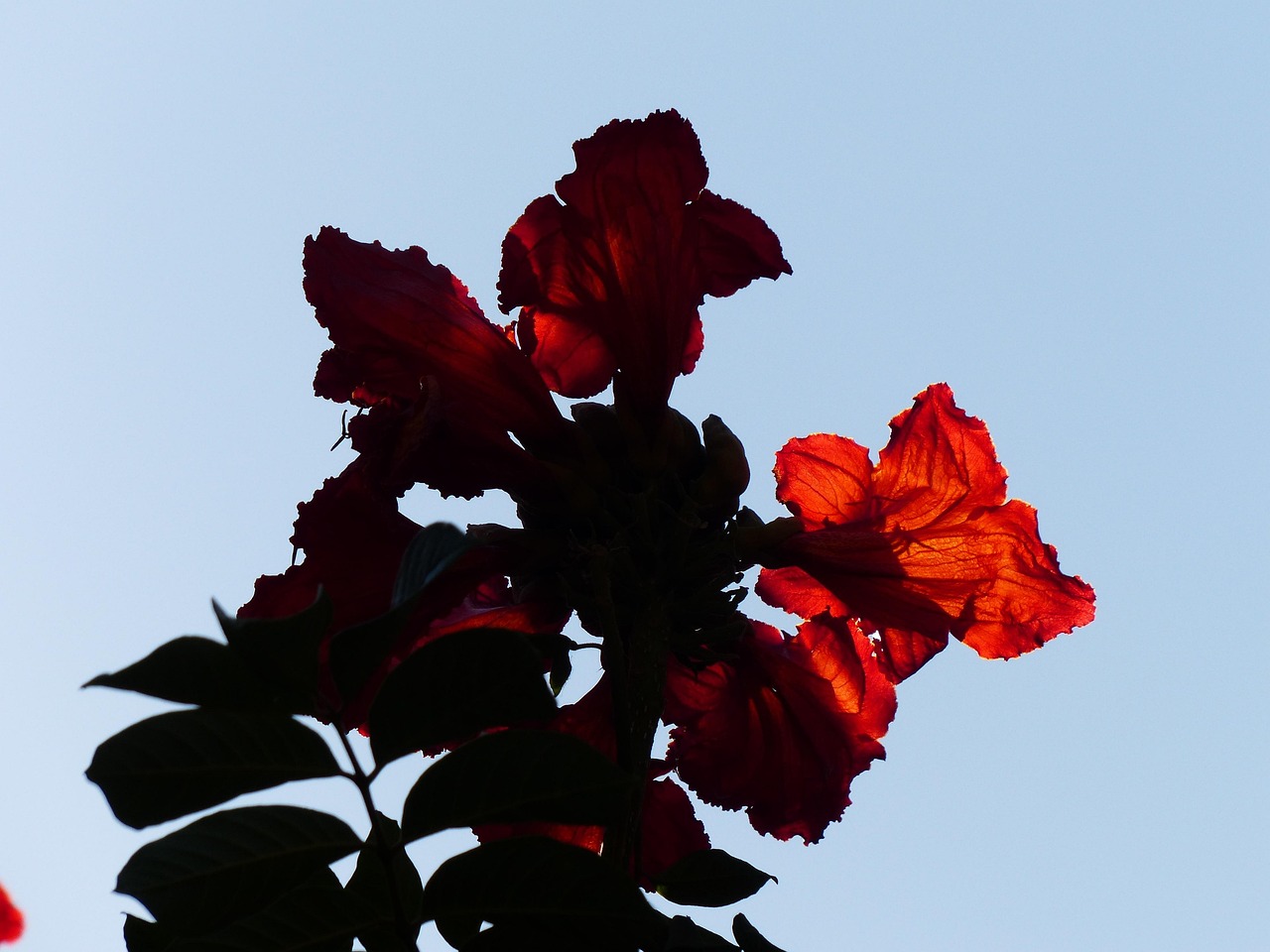 blüten, rot, tulpenbaum, leuchtend, afrikanischer tulpenbaum, spathodea campanulata, trompetenbaumgewächs, bignoniaceae, rispe, kelchblätter