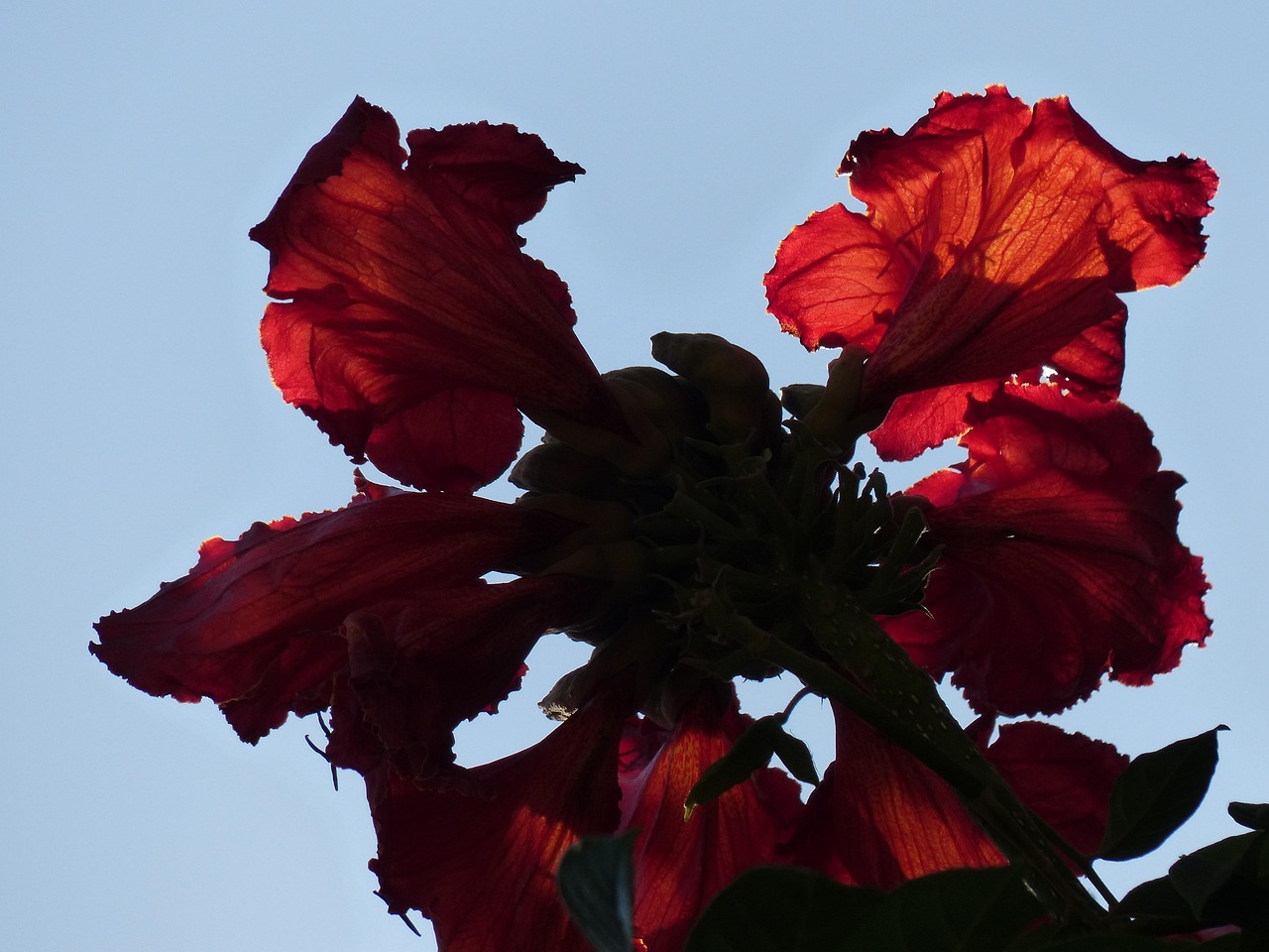blüten, rot, tulpenbaum, leuchtend, afrikanischer tulpenbaum, spathodea campanulata, trompetenbaumgewächs, bignoniaceae, rispe, kelchblätter