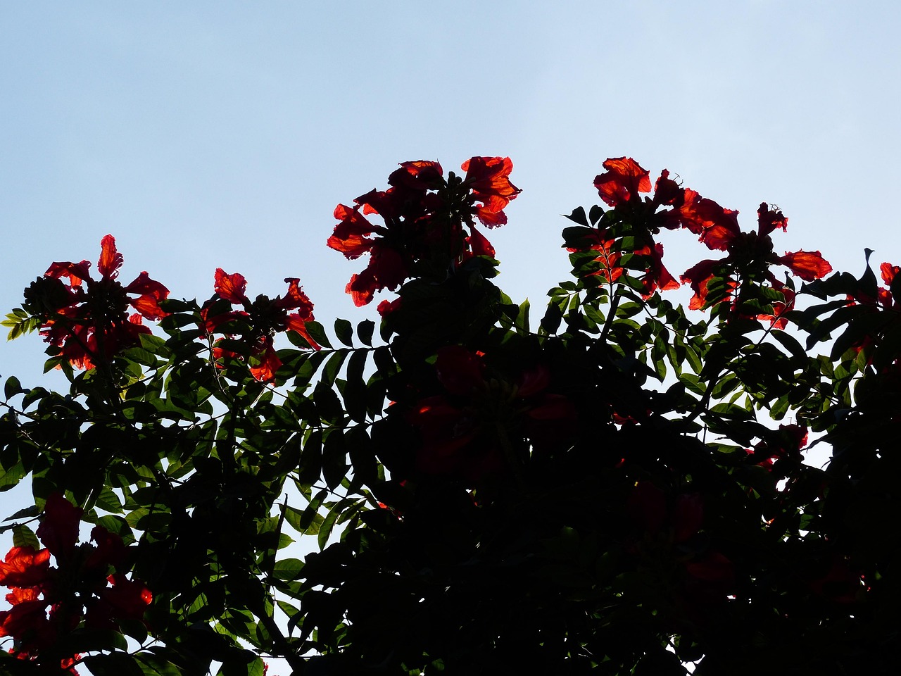 blüten, rot, tulpenbaum, leuchtend, afrikanischer tulpenbaum, spathodea campanulata, trompetenbaumgewächs, bignoniaceae, rispen, kelchblätter