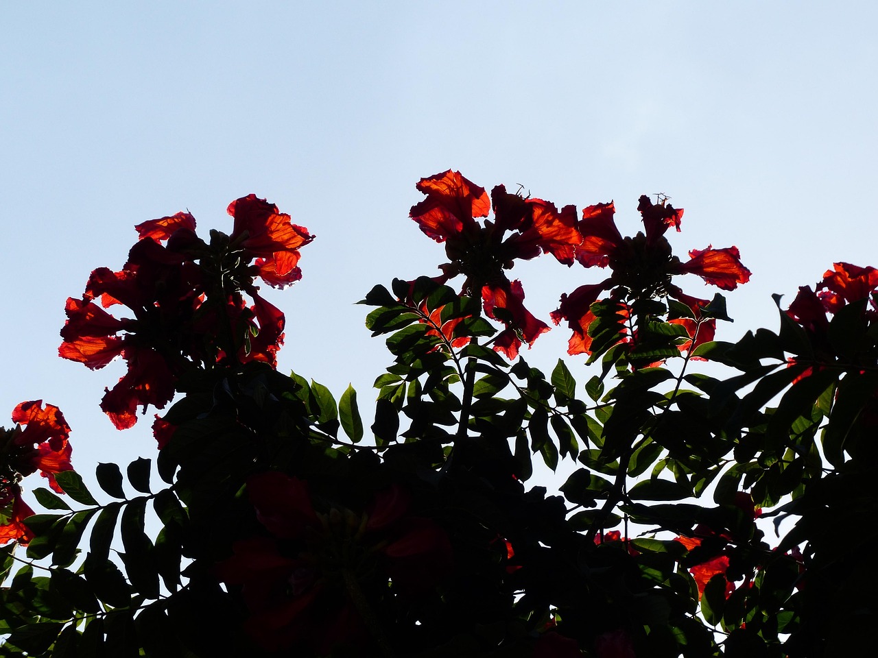tulpenbaum, blüten, rot, leuchtend, afrikanischer tulpenbaum, spathodea campanulata, trompetenbaumgewächs, bignoniaceae, rispen, kelchblätter