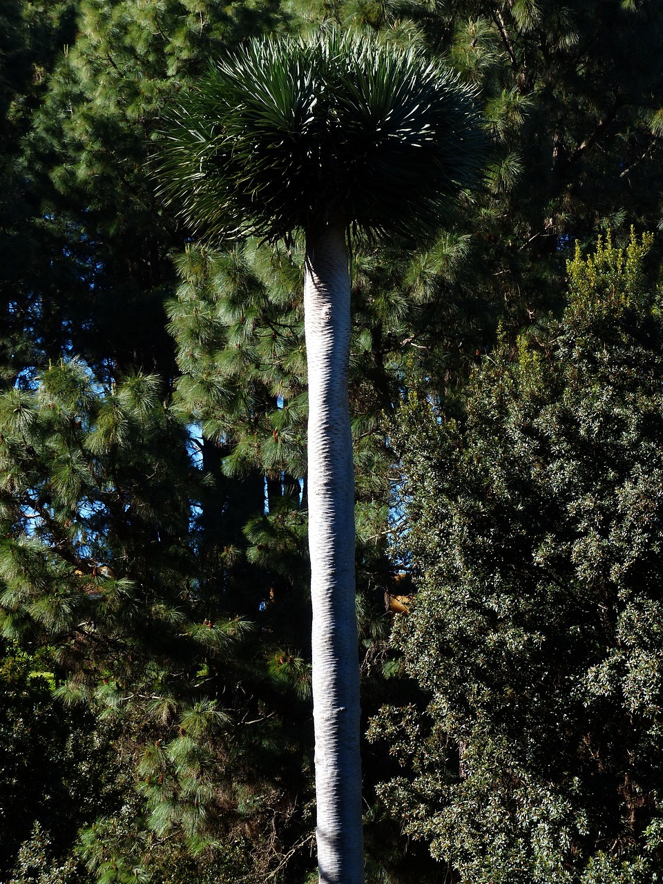 dragon tree, tribe, tree trunk, palm tree, tree, palm trees, nature, plant, palm tree root, canarian dragon tree, dracaena draco, tenerife, canary islands