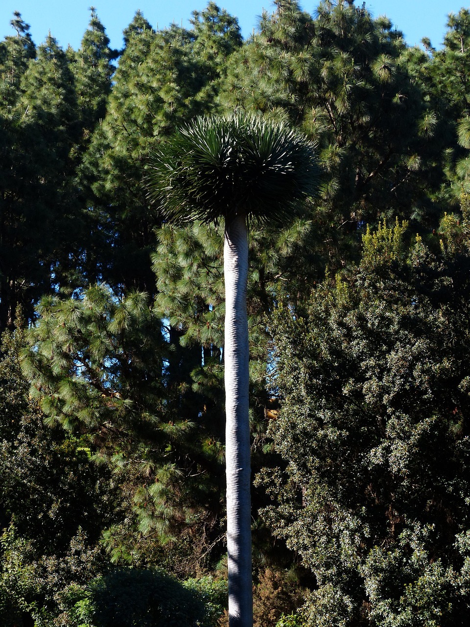 dragon tree, tribe, tree trunk, palm tree, tree, palm trees, plant, palm tree root, canarian dragon tree, dracaena draco, nature, tenerife, canary islands