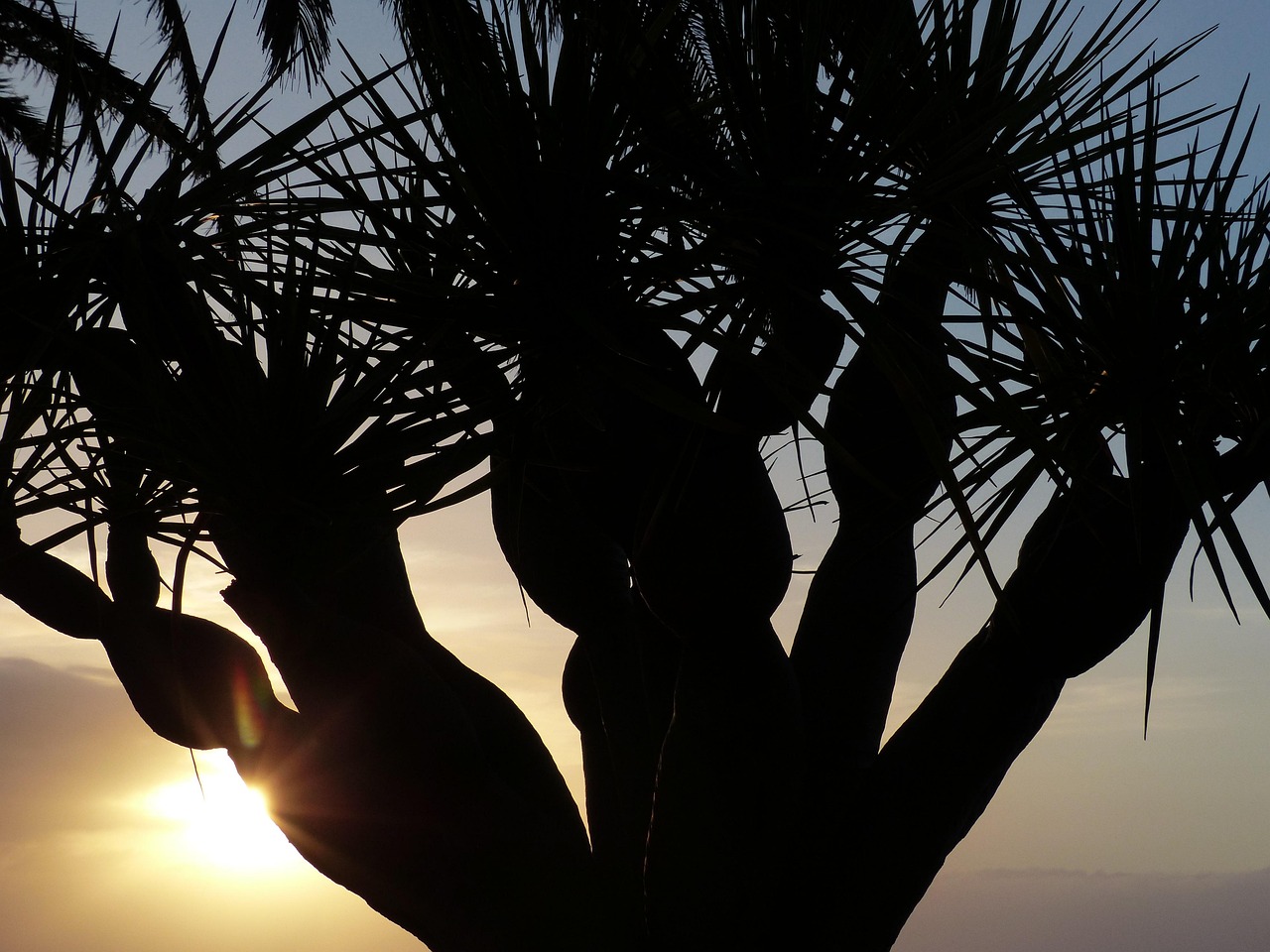 sunset, tree, branches, palm tree, canarian dragon tree, nature, dracaena draco, dragon tree, dracaena, tree trunk, tribe, frond, sun, backlighting