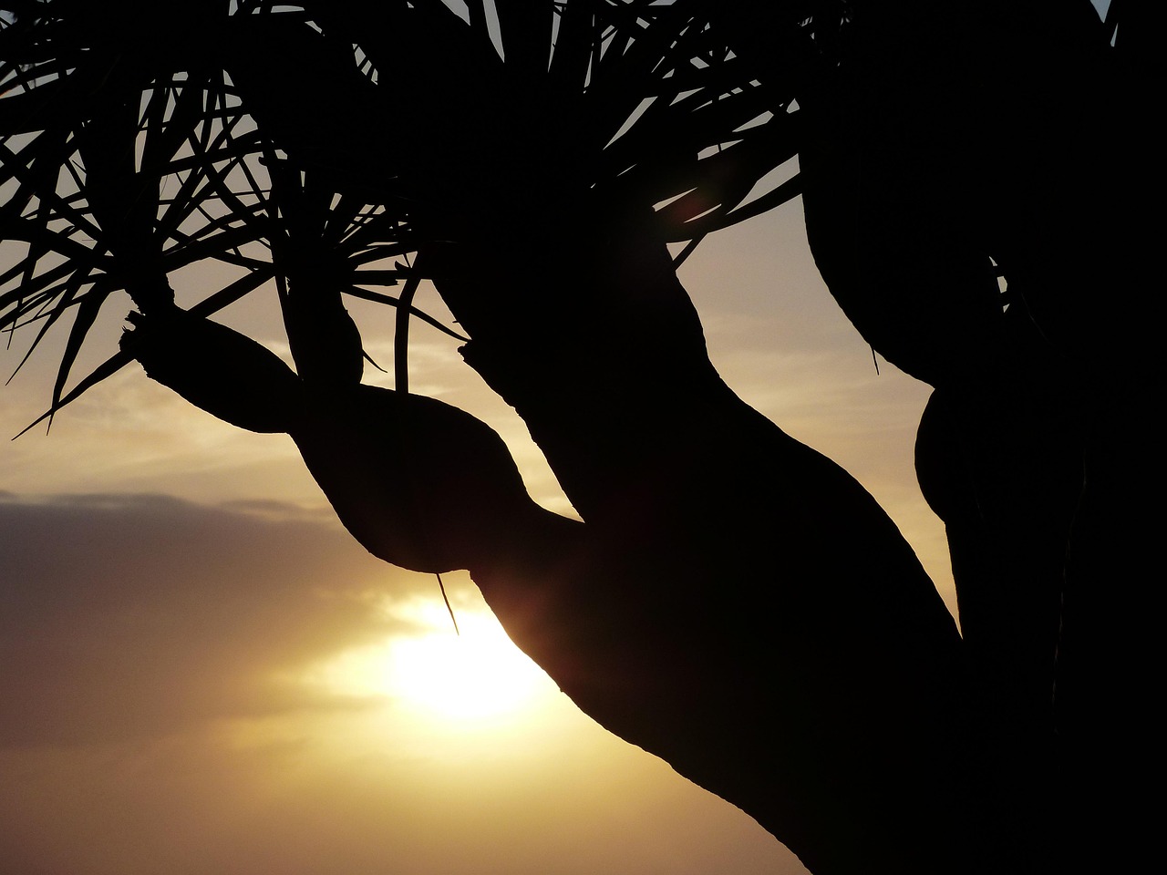 sunset, tree, branches, palm tree, nature, canarian dragon tree, dracaena draco, dragon tree, dracaena, tree trunk, tribe, frond, sun, backlighting