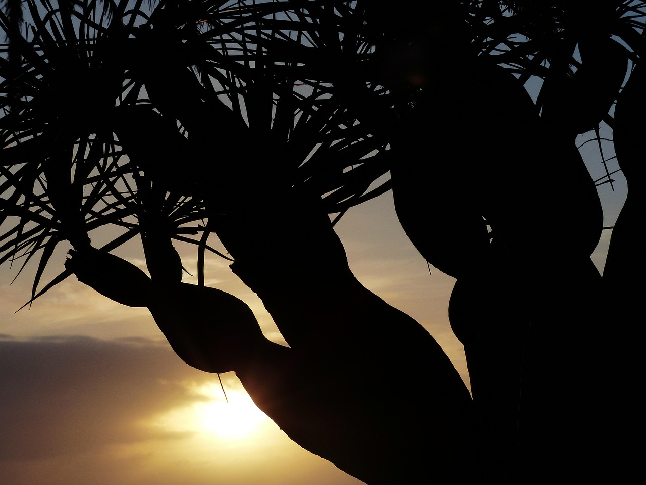 sunset, tree, branches, palm tree, nature, canarian dragon tree, dracaena draco, dragon tree, dracaena, tree trunk, tribe, frond, sun, backlighting