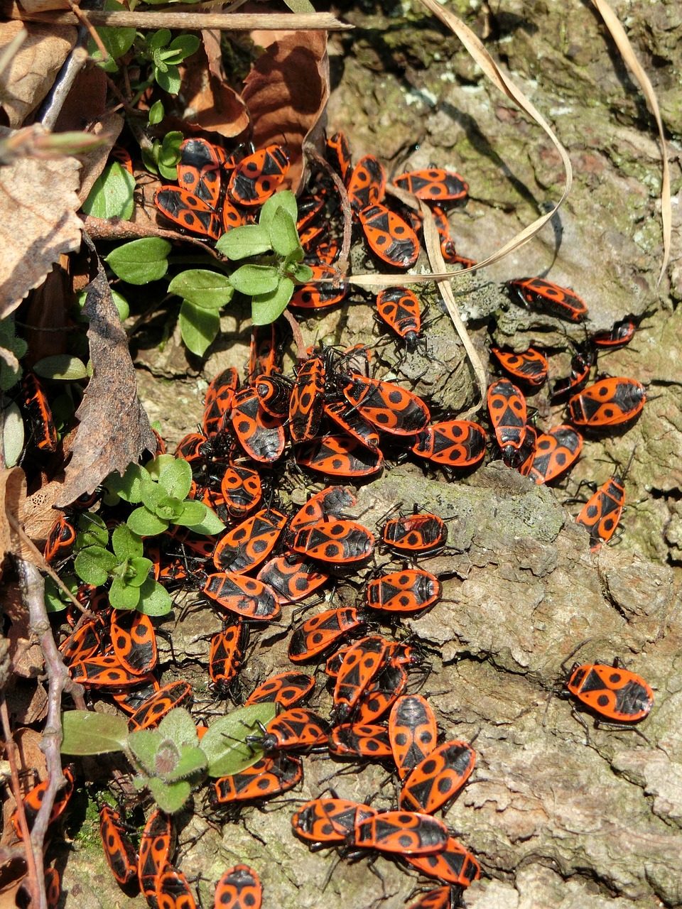 feuerwanzen, wanzen, insekten, käfer, gruppe, frühling, makro, nahaufnahme, natur, viele, pest, überbevölkerung